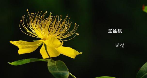 白火焰花的花语是什么？它象征着什么？