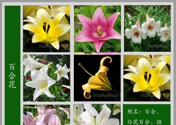 半开独本菊花语是什么？如何理解其深层含义？