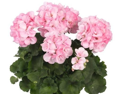 粉色天竺葵花语代表什么？