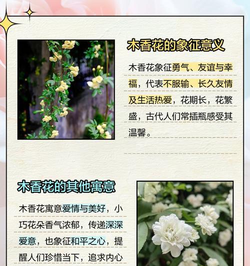 小苍角殿花语有何独特含义？