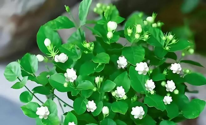 垂吊茉莉的花语是什么？它传递了哪些情感？