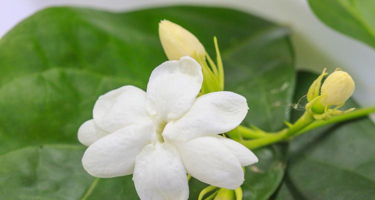 垂吊茉莉的花语是什么？它传递了哪些情感？