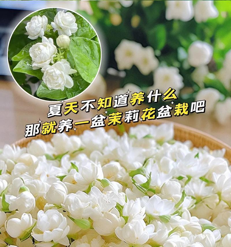 垂吊茉莉的花语是什么？它传递了哪些情感？