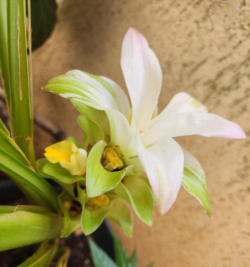 关于姜花的花语你知道多少？