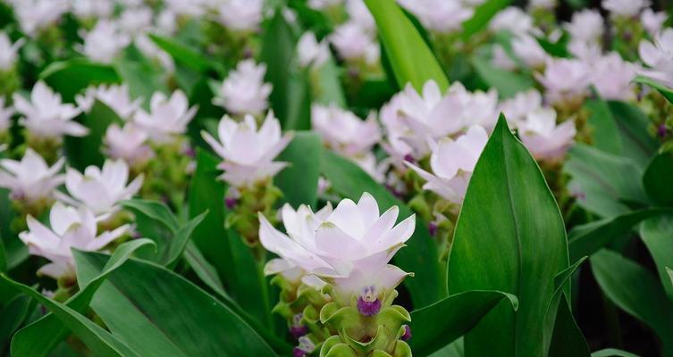 关于姜花的花语你知道多少？