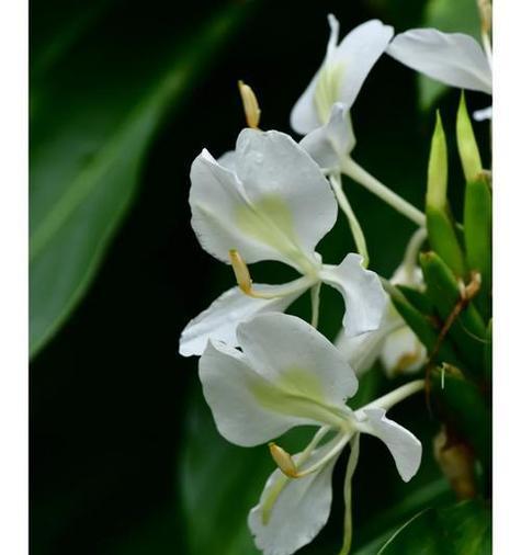 关于姜花的花语你知道多少？