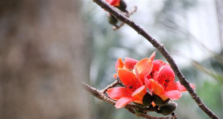 墨叶碧绿的花语是什么？它有何寓意？