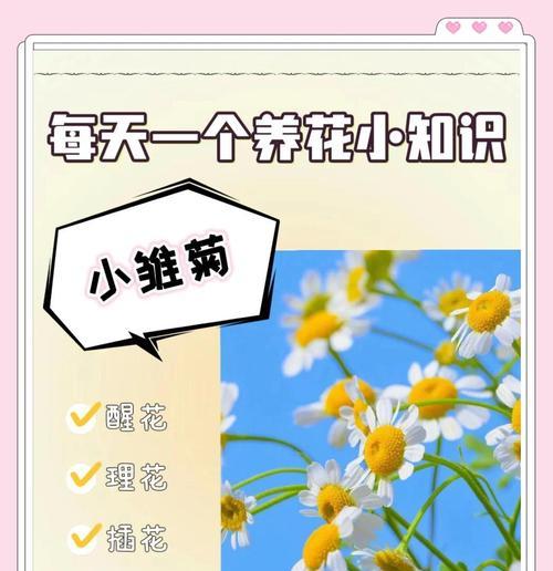 法国小雏菊花语有哪些不同之处？
