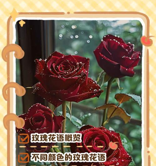 玫瑰花花语表白如何表达？哪种颜色最合适？