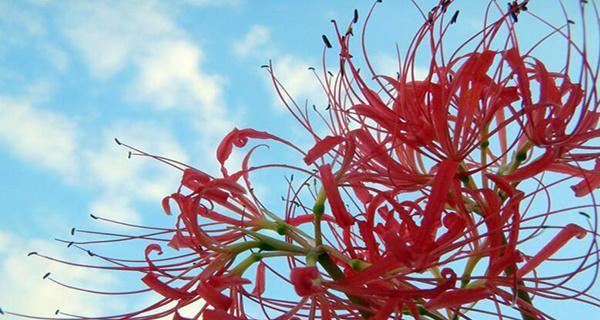 花语是阴险的花有哪些？它们代表什么？