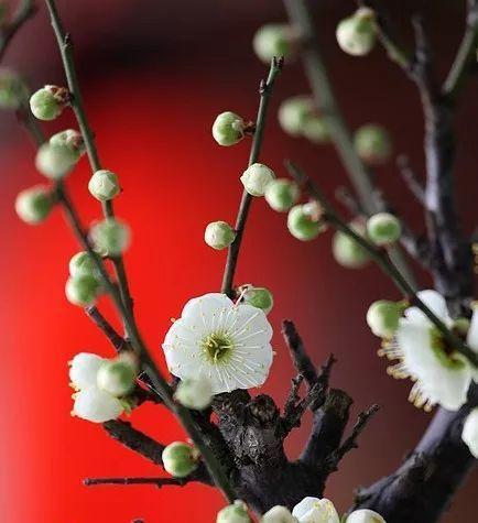 花语是阴险的花有哪些？它们代表什么？