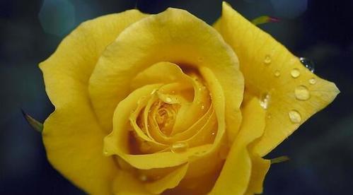 每支黄玫瑰花语是什么？它传递了什么信息？