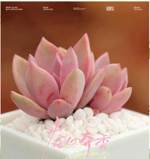 初恋的花语是什么？哪种花代表初恋？