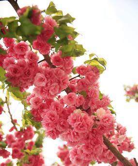 红色垂枝樱花的花语是什么？红色樱花有何寓意？