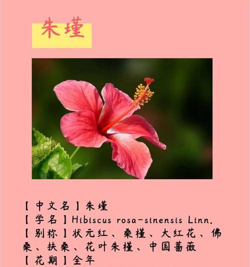 朱槿花的花语是什么？朱槿花代表的含义有哪些？