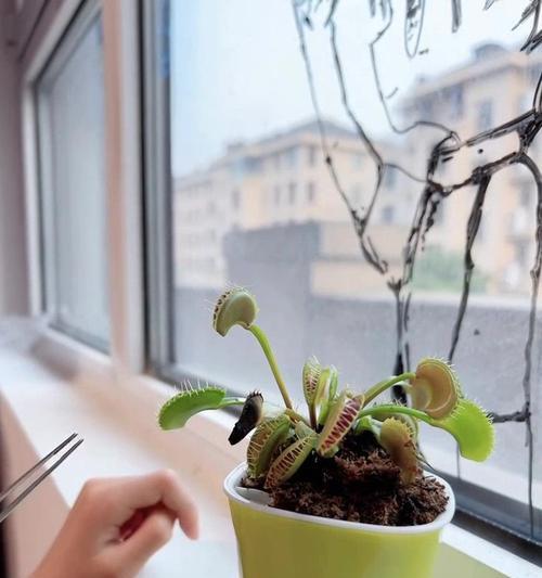 捕蝇草的花语是什么？捕蝇草代表什么意义？