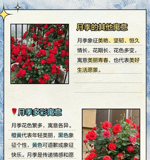 月季与玫瑰的花语有何不同？它们各自代表什么？