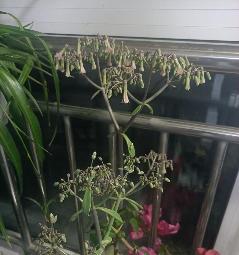 落地生根的花语是什么？落地生根花象征着什么？
