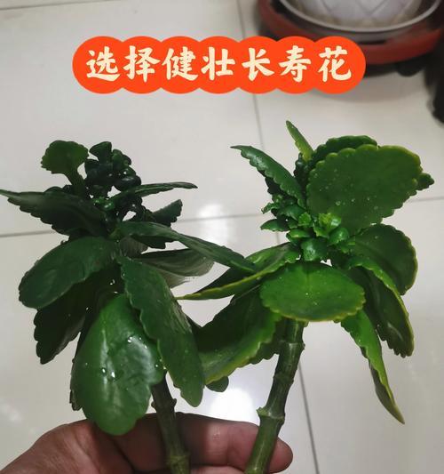 落地生根的花语是什么？落地生根花象征着什么？