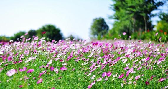 绿色波斯菊的花语是什么？绿色波斯菊代表什么情感？