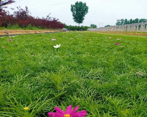 绿色波斯菊的花语是什么？绿色波斯菊代表什么情感？