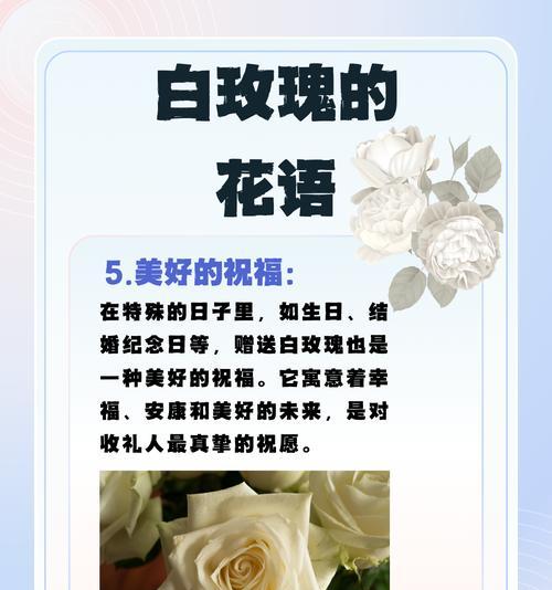 白玫瑰的花语是道歉吗？白玫瑰代表什么意义？