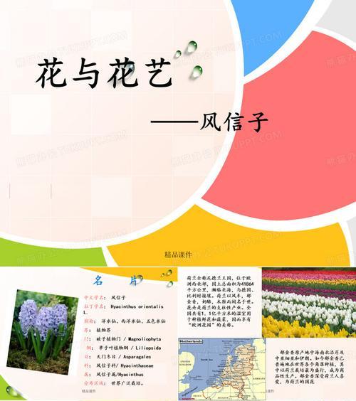 爱情风信子的花语是什么？风信子花代表哪种爱情？