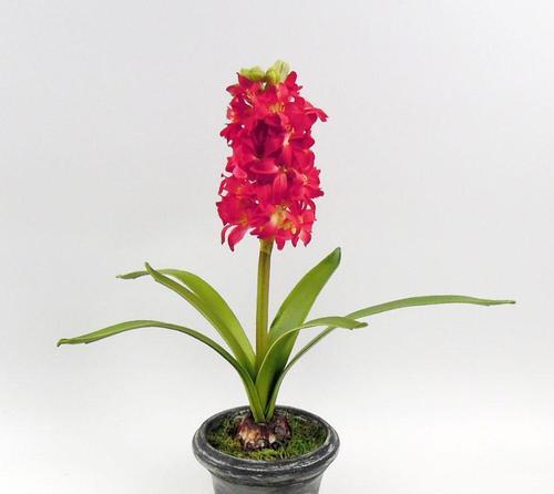 爱情风信子的花语是什么？风信子花代表哪种爱情？