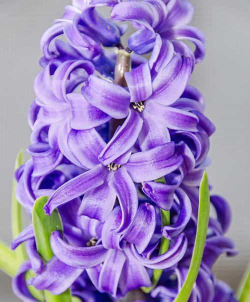 爱情风信子的花语是什么？风信子花代表哪种爱情？
