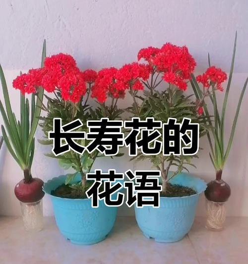 长寿花开花的花语是什么？长寿花象征着什么？