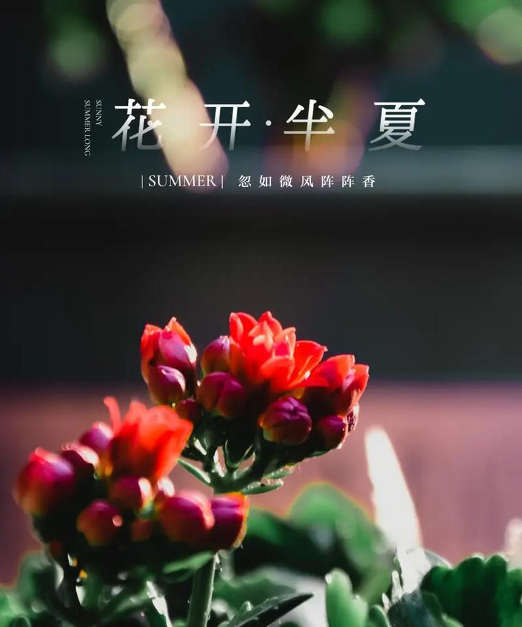 长寿花开花的花语是什么？长寿花象征着什么？