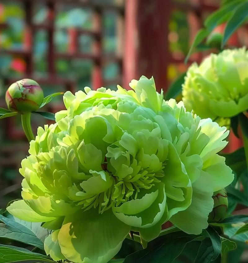 绿色的花加花语是什么？绿色花代表什么意义？