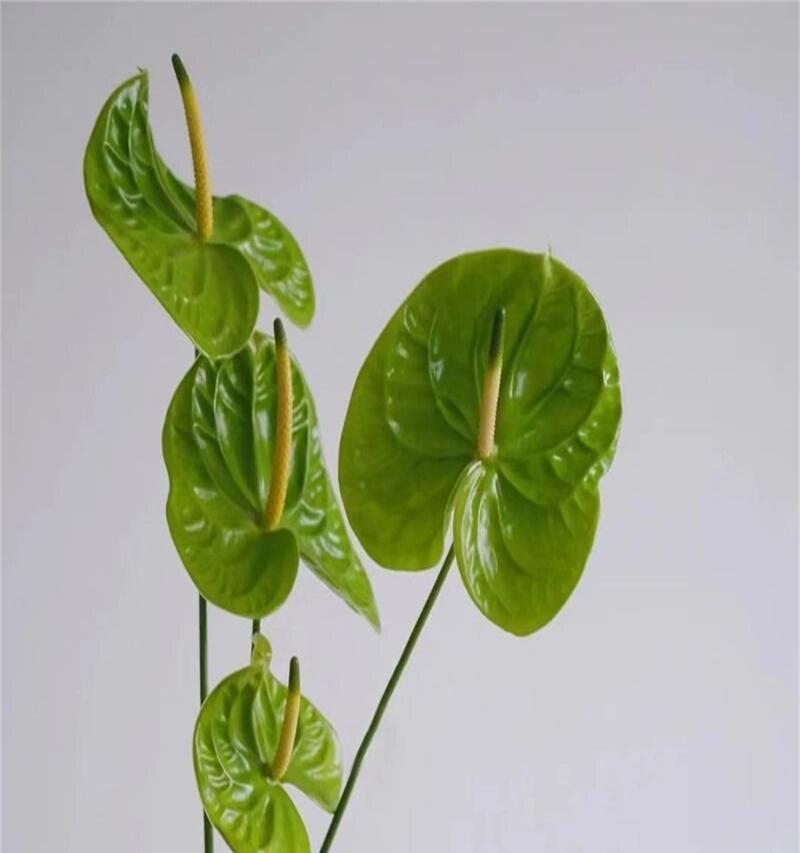 绿色的花加花语是什么？绿色花代表什么意义？