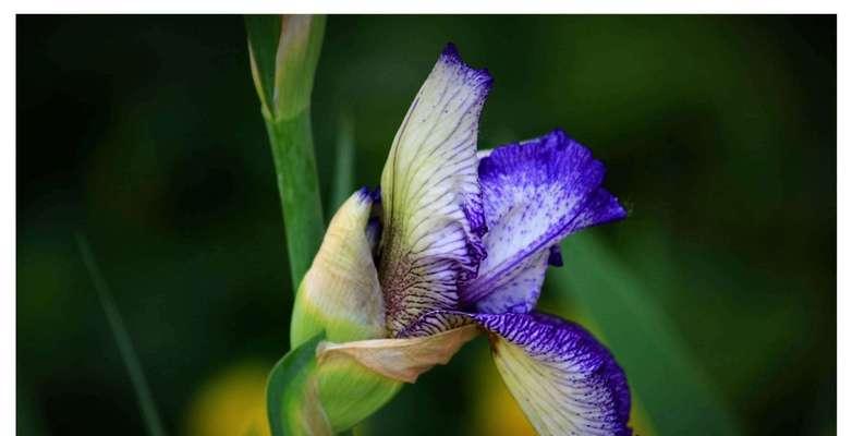 绿色的花加花语是什么？绿色花代表什么意义？