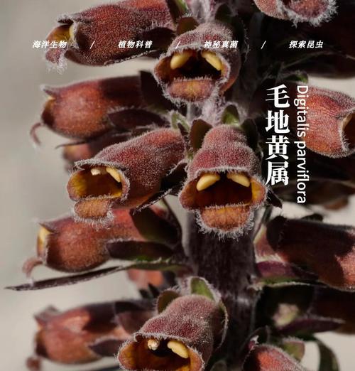 毛地黄的花语与狐狸有关吗？毛地黄花象征着什么？