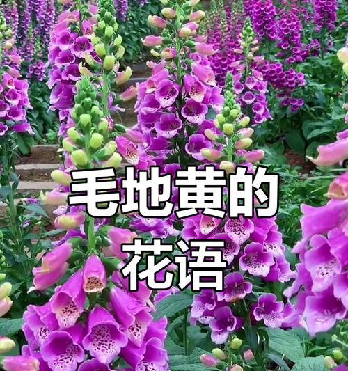 毛地黄的花语与狐狸有关吗？毛地黄花象征着什么？