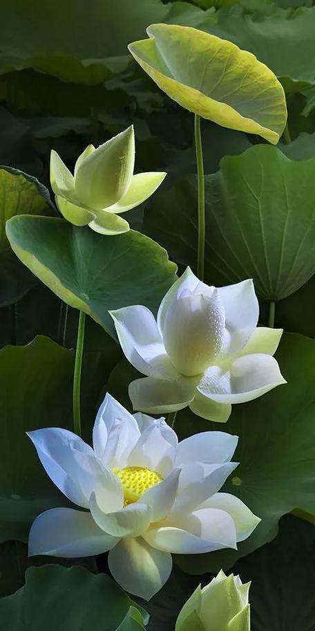 莲花的花语与传说有何联系？莲花代表哪个传说？