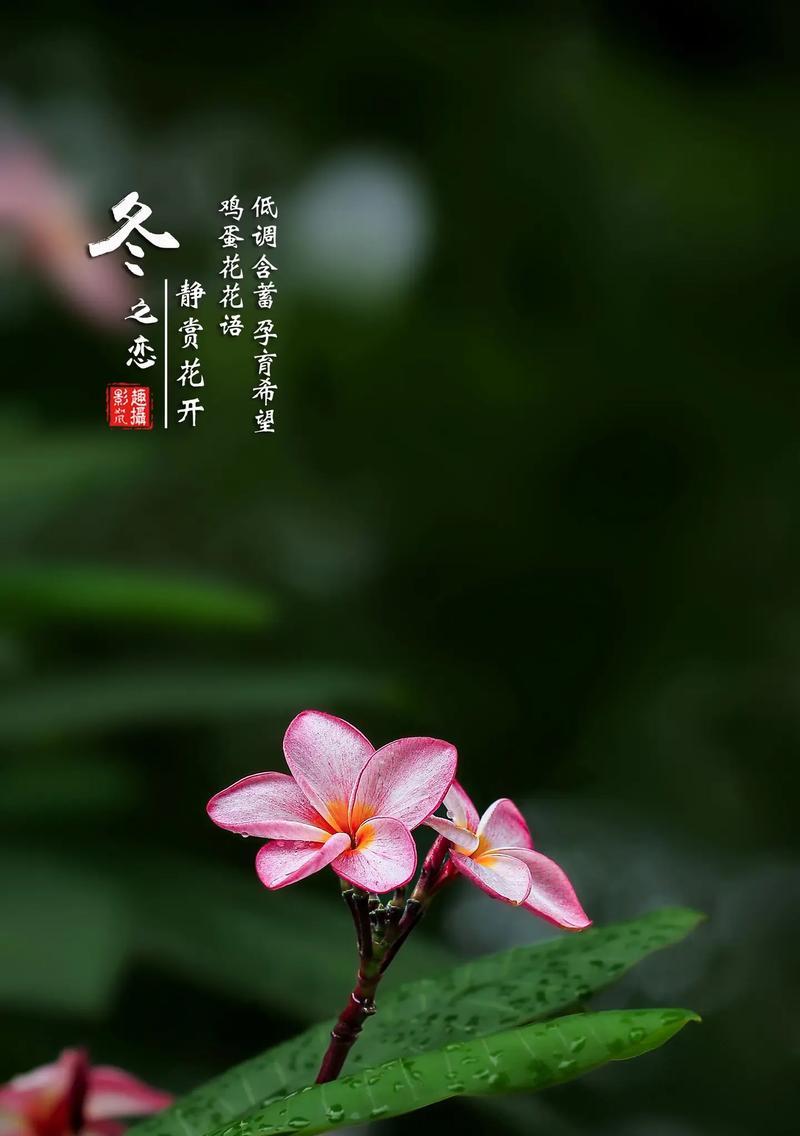 树上的花的花语是什么？树上开花有何特别含义？