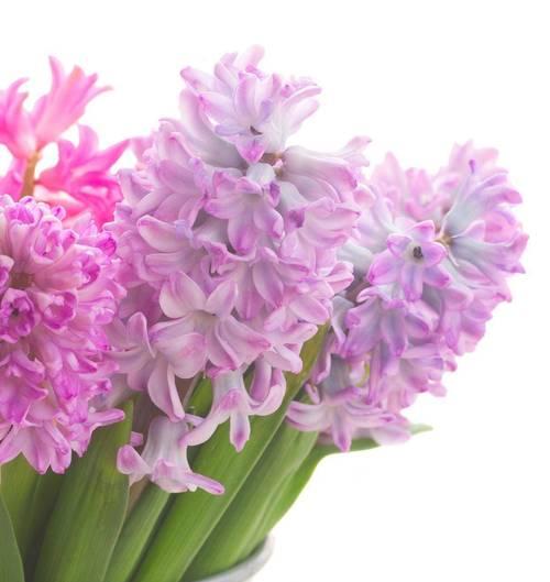 风信子同性花语传递了哪些情感？