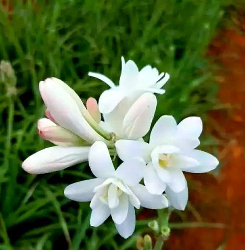 夜来香花语有哪些唯美含义？