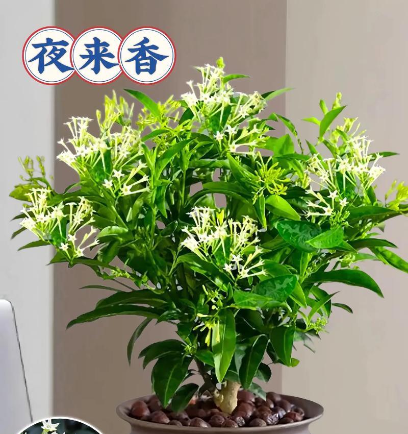 夜来香花语有哪些唯美含义？