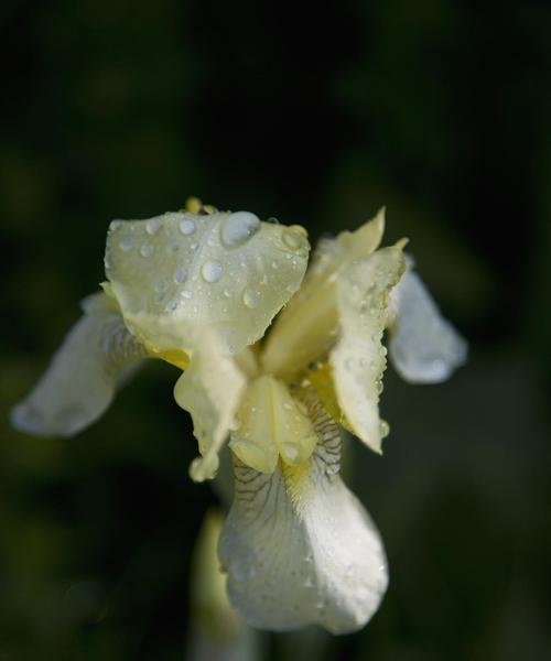 夜来香花语有哪些唯美含义？