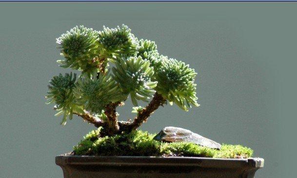 球松的花语有哪些特别之处？