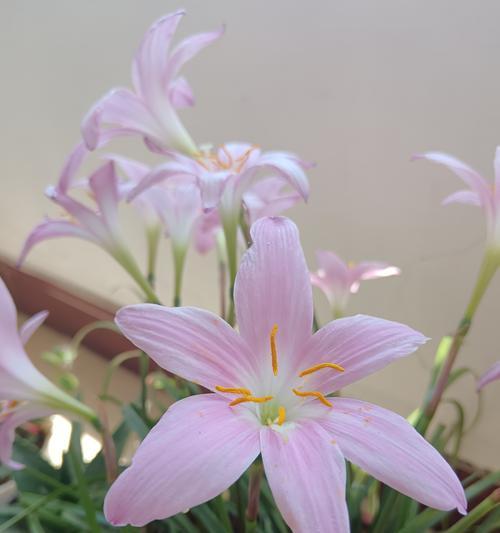 室内绿植有哪些花语含义？