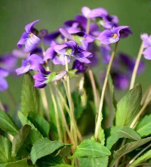 堇花的花语代表了什么？
