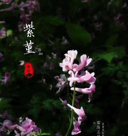 堇花的花语代表了什么？