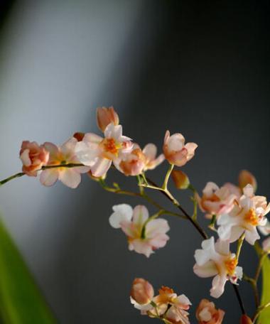 迷你文心兰的花语有何特别之处？