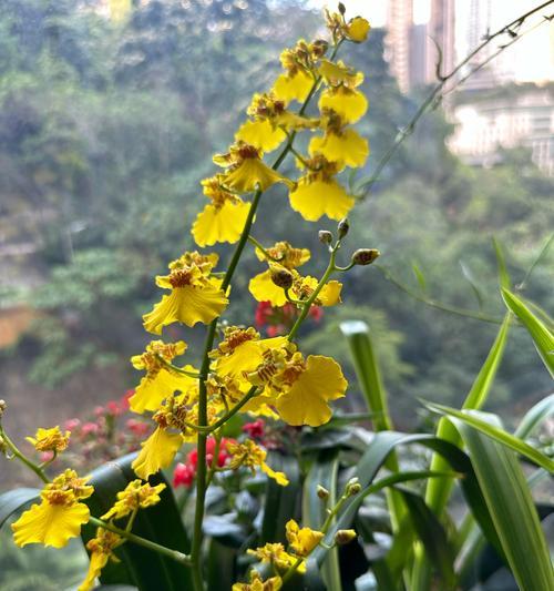迷你文心兰的花语有何特别之处？