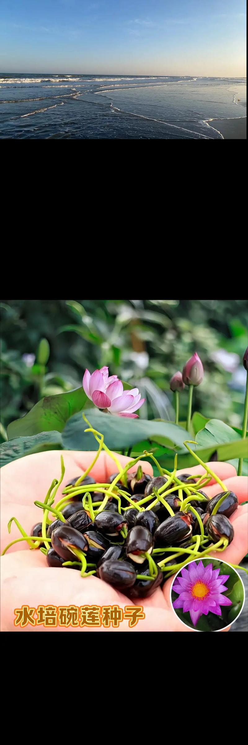碗莲的花语代表了什么？