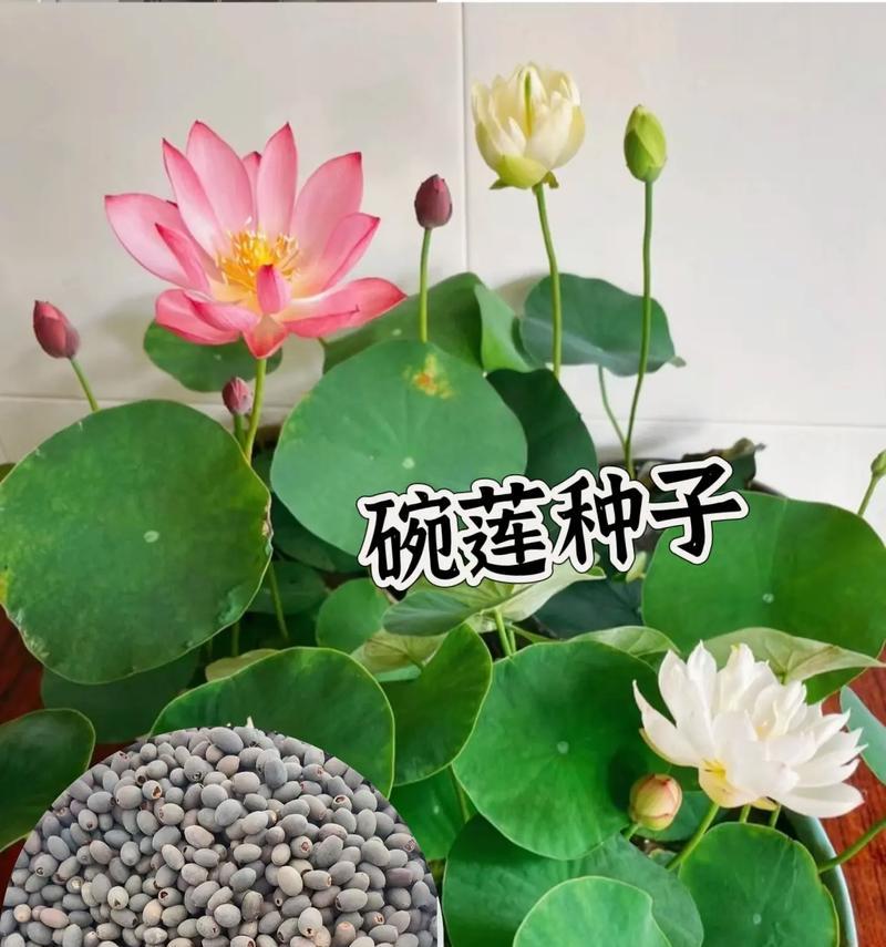 碗莲的花语代表了什么？